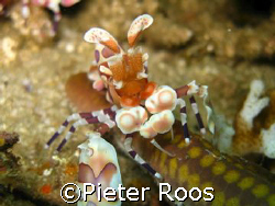harlekin schrimp. costa rica at tortuga(key largo) taken ... by Pieter Roos 
